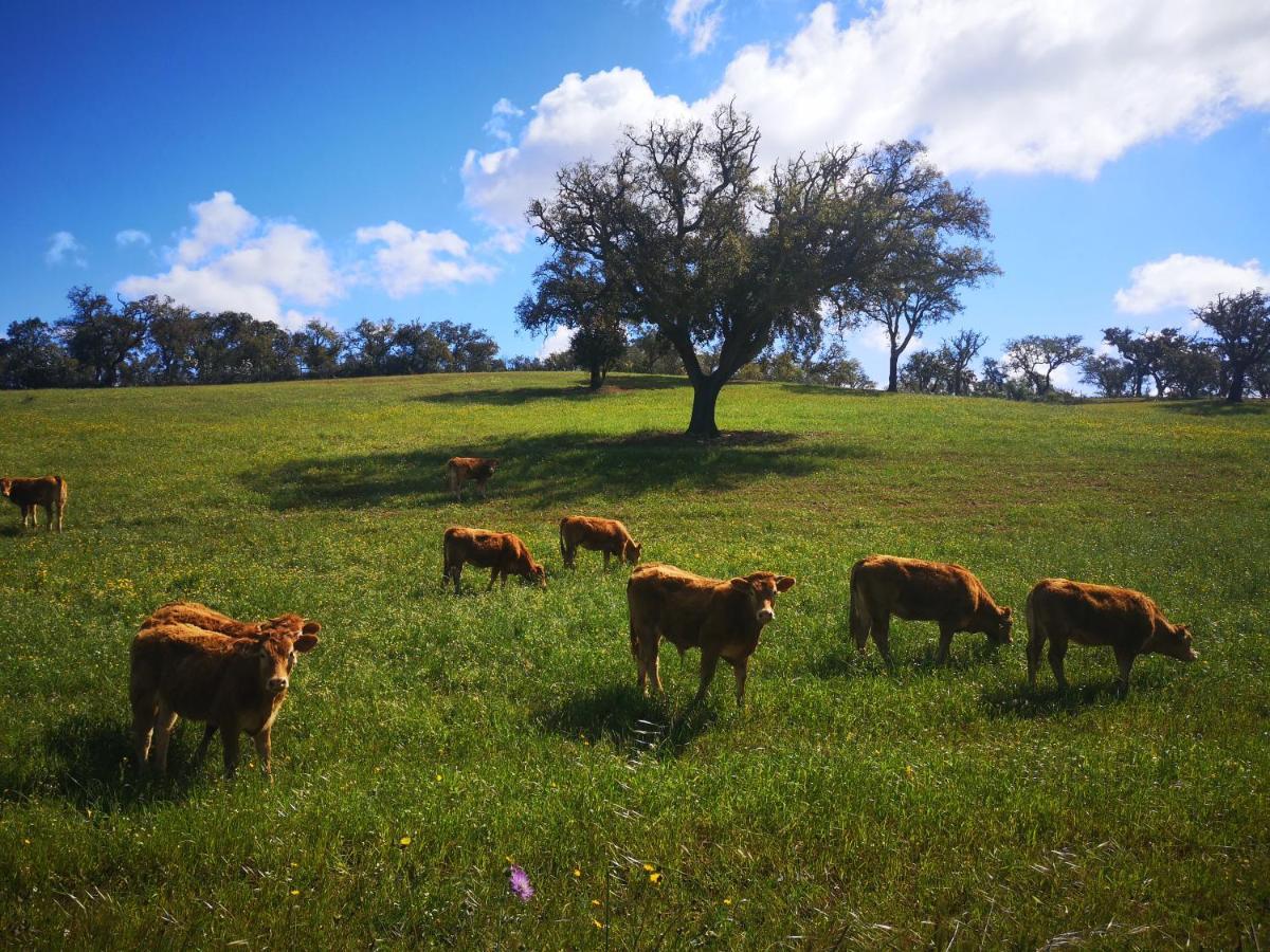 Monte Bandarro Novo, Cercal do Alentejo